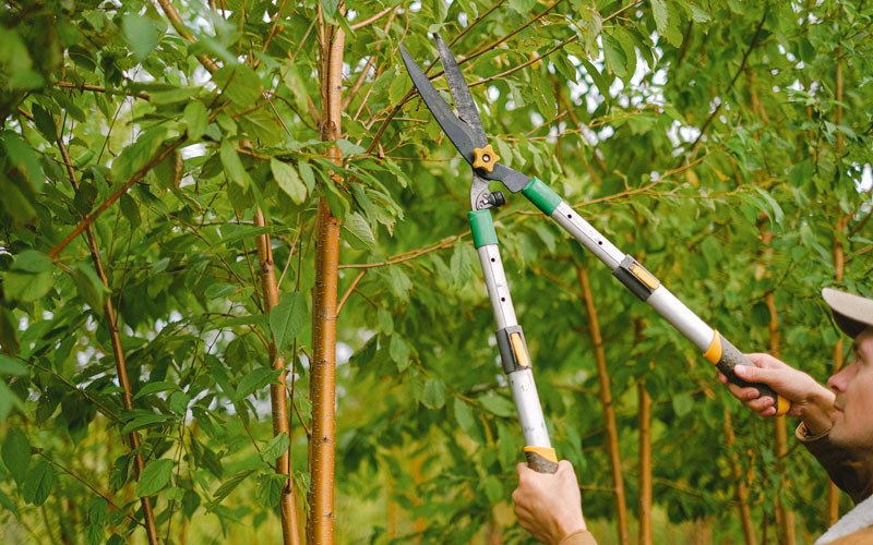 Tree trimming in Agawam, MA